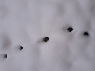 Tiny Cat Foot Prints In Snow