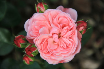 rosales, blume, pink, garden, natur, pflanze, rot, liebe, aufblühen, sommer, schönheit, green, schön, blühen, flora, floral, makro, frühling, blatt, valentin, blütenblätter, blumenstrauss