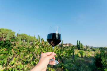 Wine glass in a hand over natural landscape with grapevine. Meadows at sunny day.