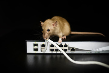 damaged wires from internet connection. The rat gnawed through the optical cable and twisted pair on the router on a black background. No Internet. Disconnection from the Internet