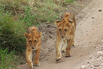 Lion cubs, Serengeti National Park, Tanzania