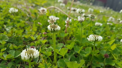  Clover glade