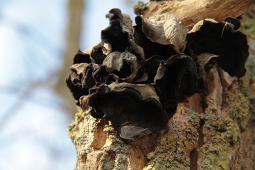 baum, natur, holz, wald, fels, piter, braun, bark, blatt, beschaffenheit, herbst, kofferraum, abtrocknen, mushroom, alt, auflösungszeichen, essen, berg