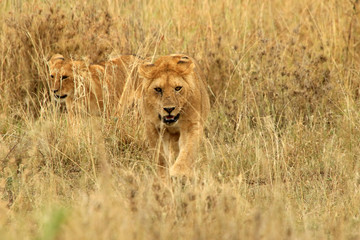 Lioness and her cubs, Serengeti National Park, Tanzania