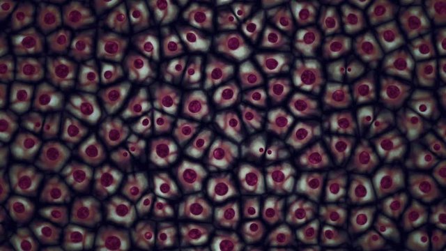 Embryonic stem cells colony under a microscope. Cellular therapy and research of regeneration and disease treatment in seamless 3D animation. Biology and medicine of human body concept loop. 4K