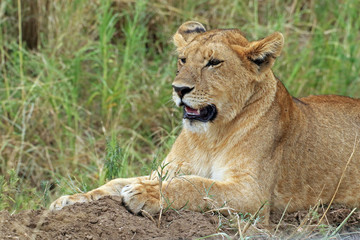Naklejka na ściany i meble Lioness, Serengeti National Park, Tanzania