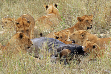 Lions eating antelope, Serengeti National Park, Tanzania