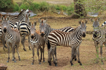 Fototapeta na wymiar Zebras, Serengeti National Park, Tanzania