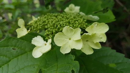  Male flowers and viburnum buds