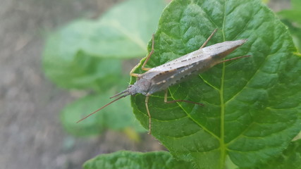 Baterfly and plant