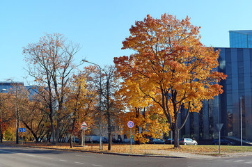 Golden autumn apple trees on October city street