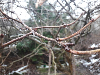 Branches Of The Nature