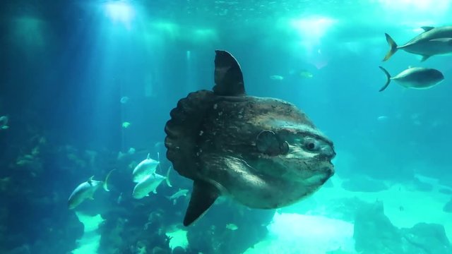 underwater world, a big hulking sunfish is swimming slowly in clear blue water amid different fish