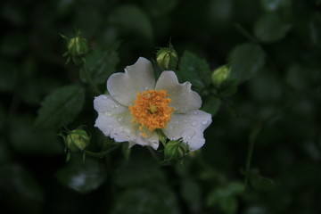 Obraz premium blume, natur, weiß, pflanze, garden, green, frühling, blühen, sommer, aufblühen, gelb, pink, flora, rosales, makro, schönheit, blatt, wild, close up, floral, erdbeer, blütenblätte