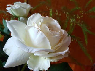 Two Pale Roses