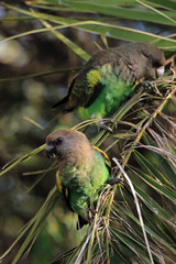 Meyer's parrot or Brown parrot, Serengeti National Park, Tanzania © bayazed