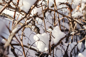Winter garden and dry grape leaf