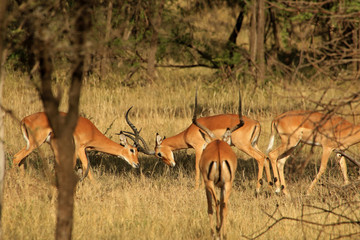 Naklejka na ściany i meble Impalas fighting, Serengeti National Park, Tanzania