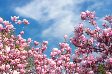 Papier Peint photo Magnolia fleur de magnolia rose au printemps. belles fleurs sous un ciel bleu avec des nuages duveteux par une journée ensoleillée. fond de nature magnifique