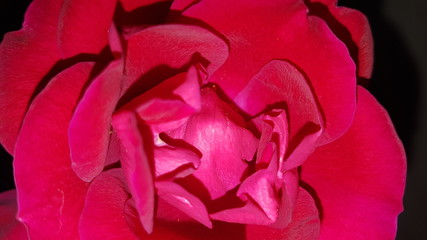  Bright Rose