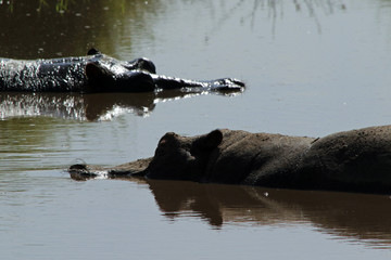 Fototapeta premium Hippopotamus, Serengeti National Park, Tanzania