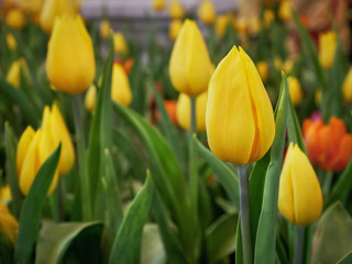 Close-up Yellow Tulip Flower with Selective Focus