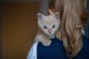 portrait of cat with blue eyes