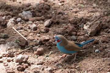 Red-cheeked Cordon-bleu
