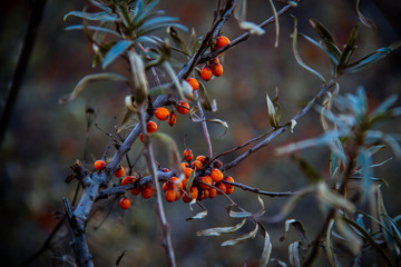 red berries on a tree