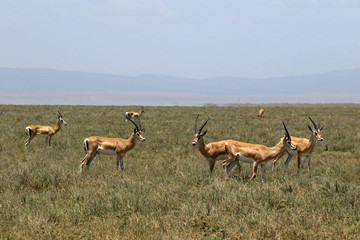Fototapeta premium Grant's gazelle, Serengeti National Park, Tanzania