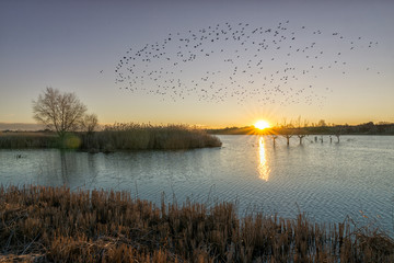 Amanecer en el estanque
