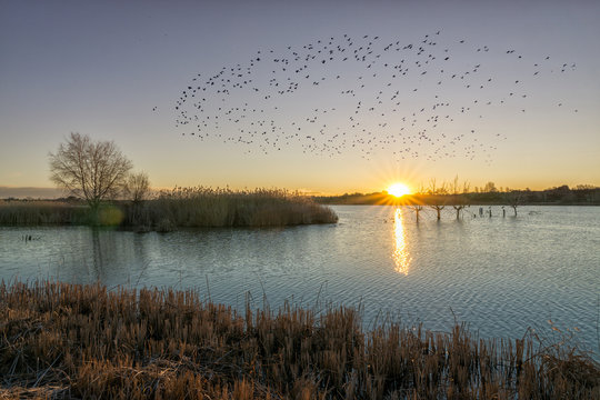 Amanecer en el estanque