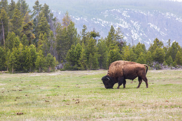 Bisonte Yellowstone Park