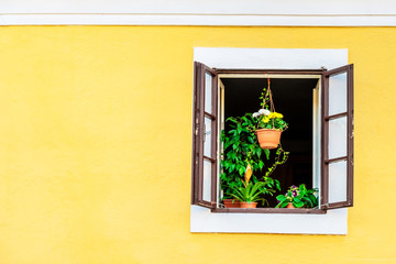 Green house plants on the window sill of the brown opened window on the yellow building