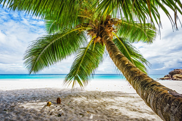 Palm tree,white sand,turquoise water at tropical beach,paradise at seychelles 5