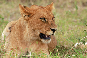 Lioness, Serengeti National Park, Tanzania