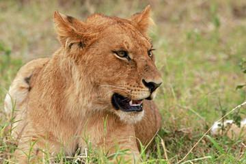 Obraz na płótnie Canvas Lioness, Serengeti National Park, Tanzania