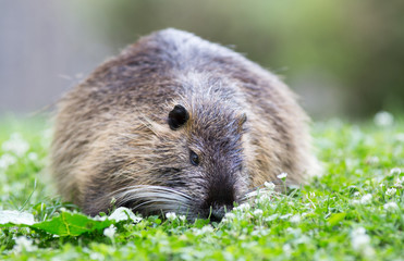 Nutria standing on grass