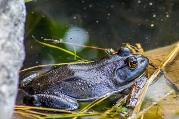 Frog in pond