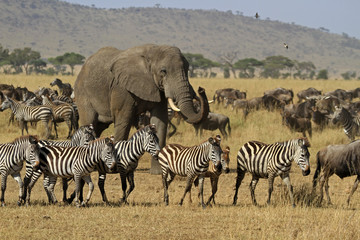 Fototapeta na wymiar The Great migration, Serengeti National Park, Tanzania