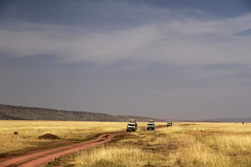 Meyer's parrot or Brown parrot, Serengeti National Park, Tanzania © bayazed