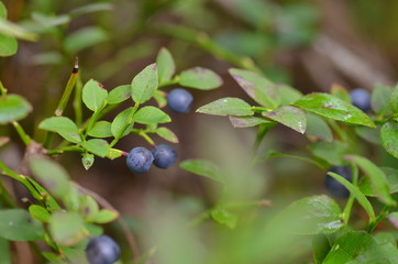 Blueberries, ripe berries