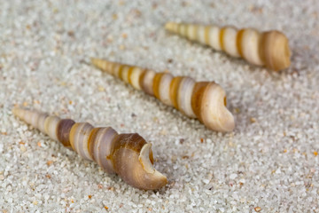 Sea shell on Beach Sand. Close up