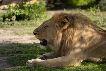 Young Male Lion Profile