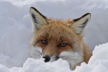 volpe nel bosco innevato