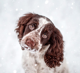Spaniel puppy in the winter for a walk
