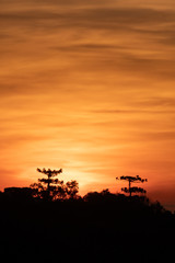 pines on sunset in the top of a mountain