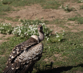 Sinister Vulture