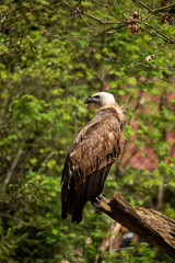 A griffon vulture in the enclosure on a branch