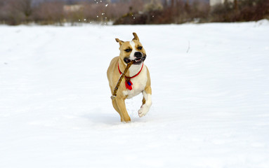 amstaff breed dog running on the snow with piece of the wood in mouth